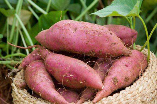 紅薯怎么才能保存的時(shí)間長(zhǎng)點(diǎn)？