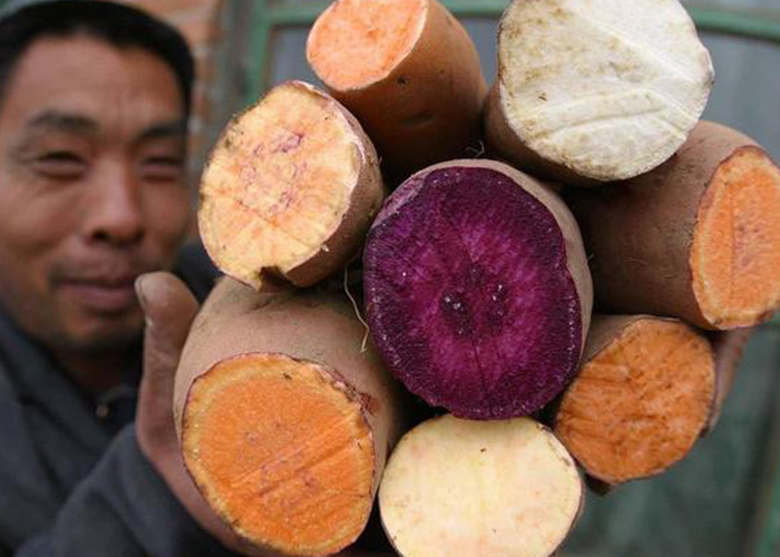 紅薯渾身都是寶！麗星薯類深加工設(shè)備助產(chǎn)業(yè)升級