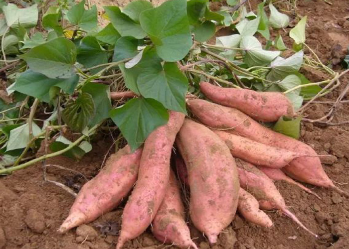 想讓紅薯 9 月穩(wěn)增產(chǎn)？麗星淀粉設(shè)備廠家支招關(guān)鍵期管理要點(diǎn)