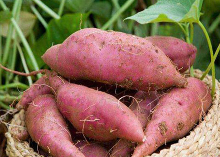麗星設(shè)備廠家總結(jié)：霜降后紅薯采收，盯緊這 3 個(gè)信號(hào)
